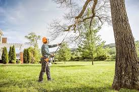 Best Tree Removal  in Dortches, NC