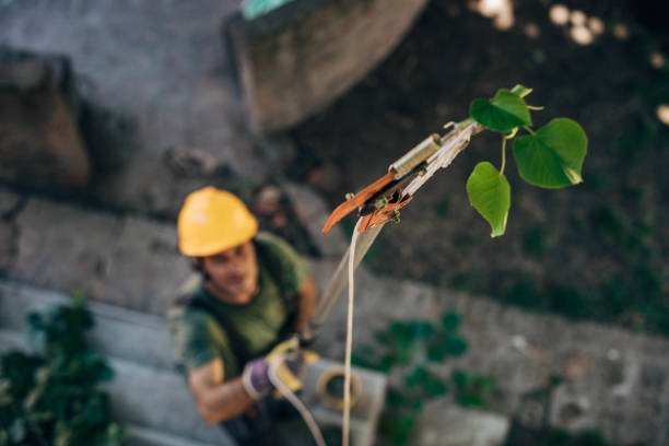 Dortches, NC Tree Removal Company