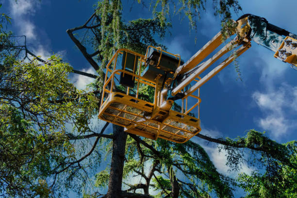 Best Utility Line Clearance  in Dortches, NC