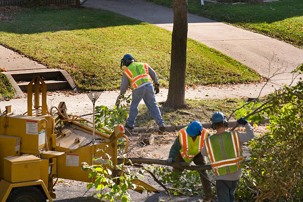 Best Lawn Drainage Solutions  in Dortches, NC