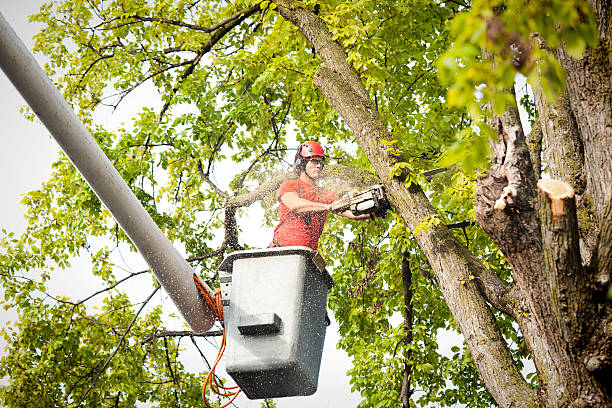 Best Emergency Tree Removal  in Dortches, NC