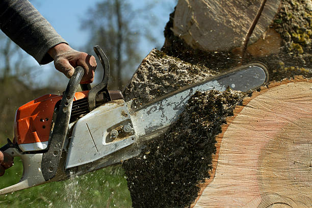 Best Tree and Shrub Care  in Dortches, NC
