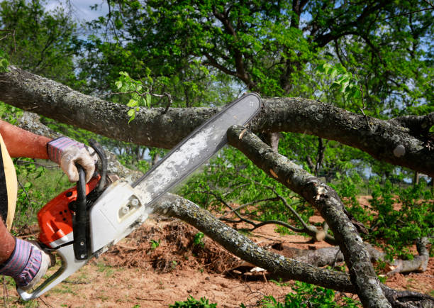 Best Arborist Consultation Services  in Dortches, NC
